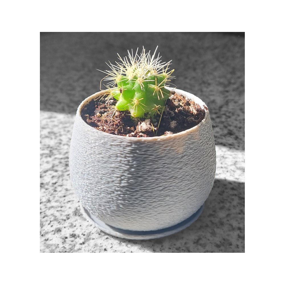 Mini cactus Echinocactus grusonii con macetero decorativo