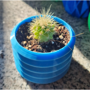 Mini cactus Echinocactus grusonii con macetero decorativo
