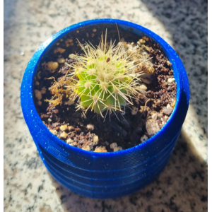 Mini cactus Echinocactus grusonii con macetero decorativo