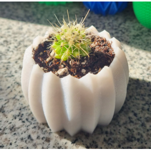 Mini cactus Echinocactus grusonii con macetero decorativo