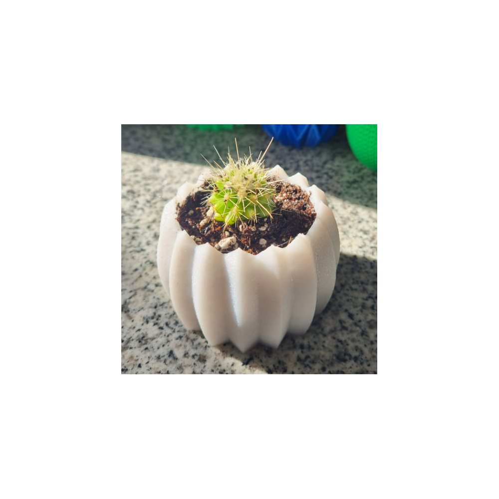 Mini cactus Echinocactus grusonii con macetero decorativo
