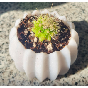 Mini cactus Echinocactus grusonii con macetero decorativo