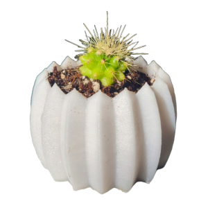 Mini cactus Echinocactus grusonii con macetero decorativo