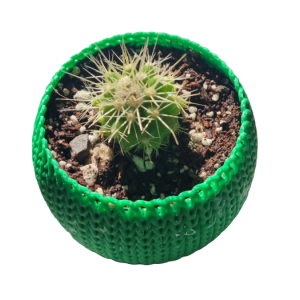 Mini cactus Echinocactus grusonii con macetero decorativo