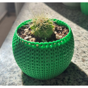 Mini cactus Echinocactus grusonii con macetero decorativo