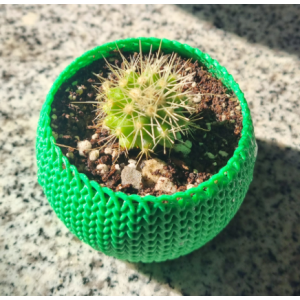 Mini cactus Echinocactus grusonii con macetero decorativo