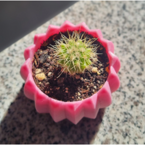 Mini cactus Echinocactus grusonii con macetero decorativo