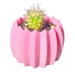 Mini cactus Echinocactus grusonii con macetero decorativo