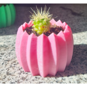 Mini cactus Echinocactus grusonii con macetero decorativo