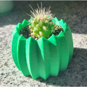 Mini cactus Echinocactus grusonii con macetero decorativo