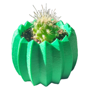 Mini cactus Echinocactus grusonii con macetero decorativo