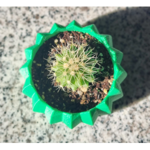 Mini cactus Echinocactus grusonii con macetero decorativo