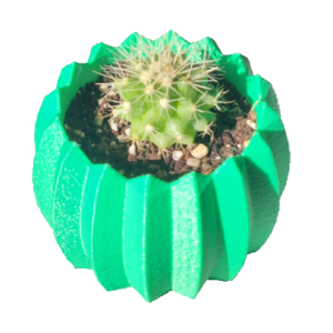 Mini cactus Echinocactus grusonii con macetero decorativo
