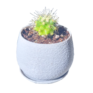 Mini cactus Echinocactus grusonii con macetero decorativo