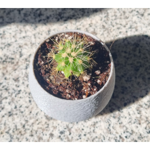 Mini cactus Echinocactus grusonii con macetero decorativo